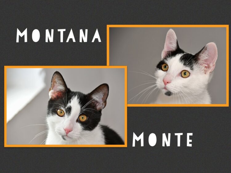 Monte & Montana