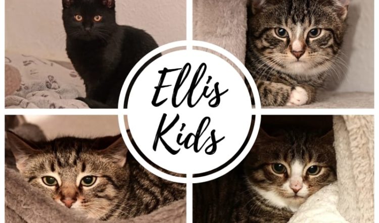 Ellis Kids