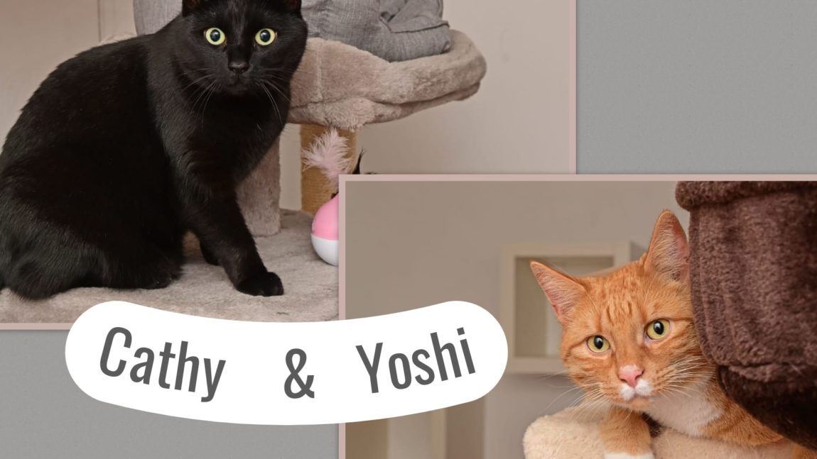 ***res*** Cathy & Yoshi